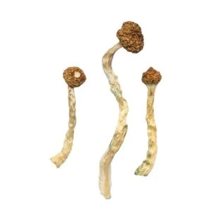 Sēnes no Arenālas vulkāna