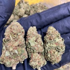 Pērciet kaņepes tiešsaistē riga