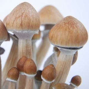 Albīno sēnes no Kambodžas