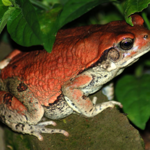 SCHISMADERMA CARENS Krupju inde